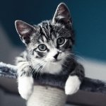 Martin__33